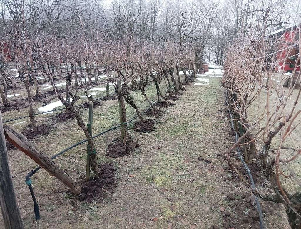Bugarska slavi Dan vinogradara