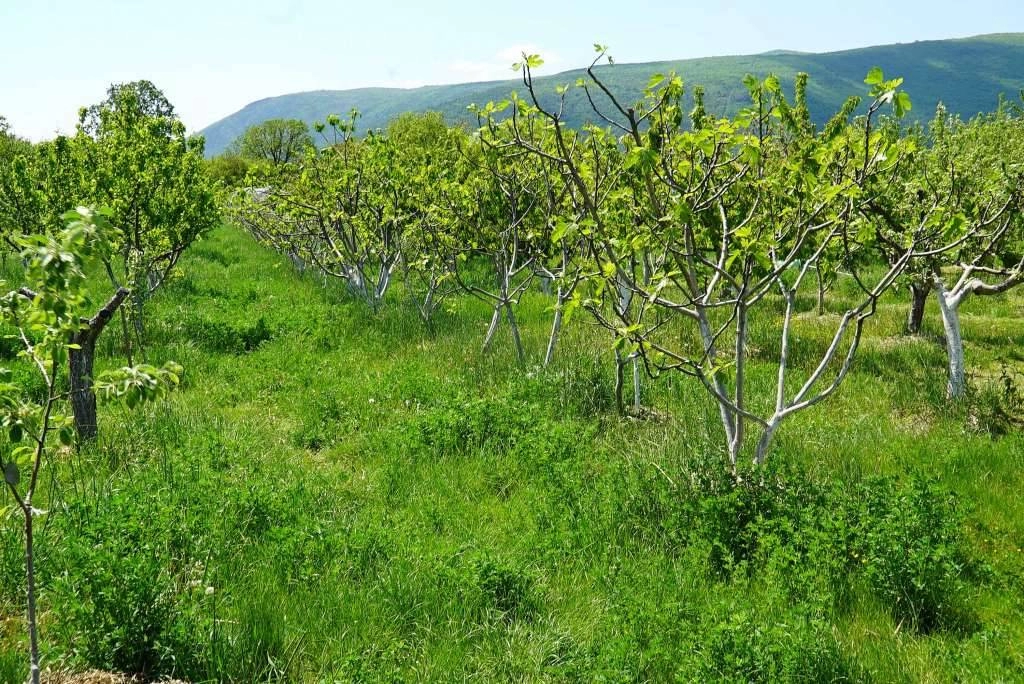 Za poticanje održivog razvoja poljoprivrede Grad Mostar osigurao 93.000 KM