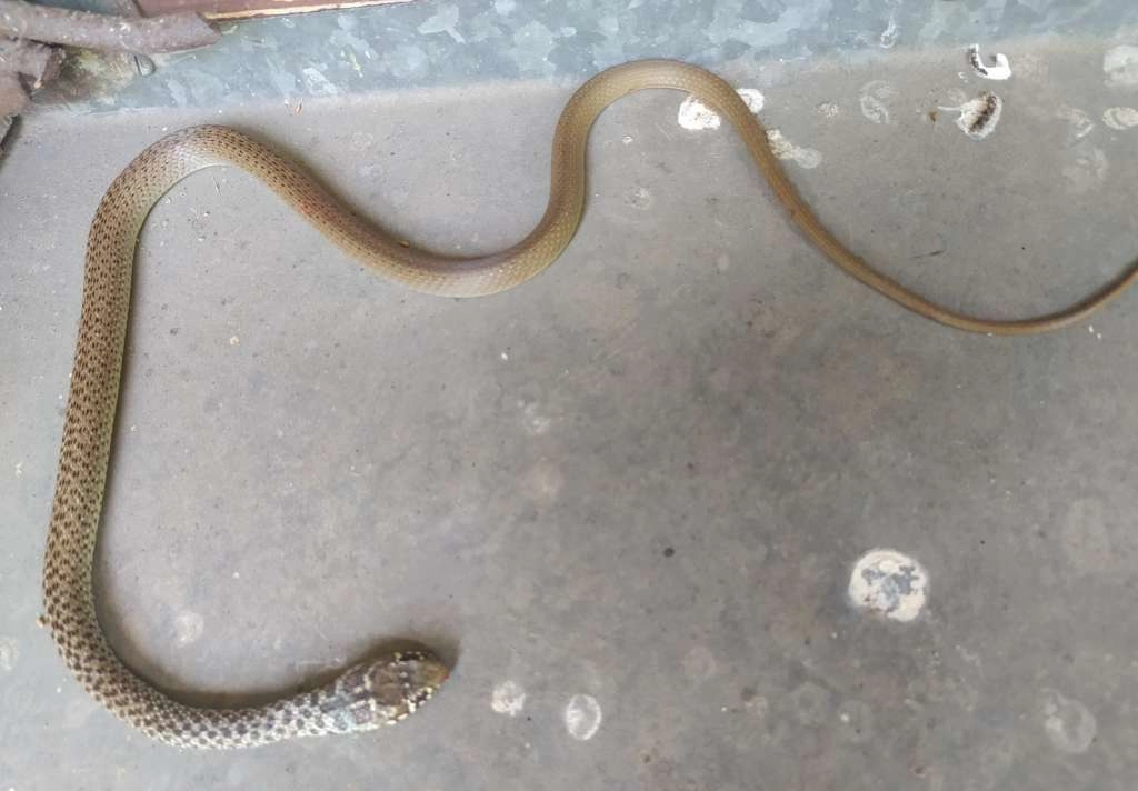 Vatrogasci u HNŽ-u imali pune ruke posla: U Mostaru hvatali zmiju po ulici