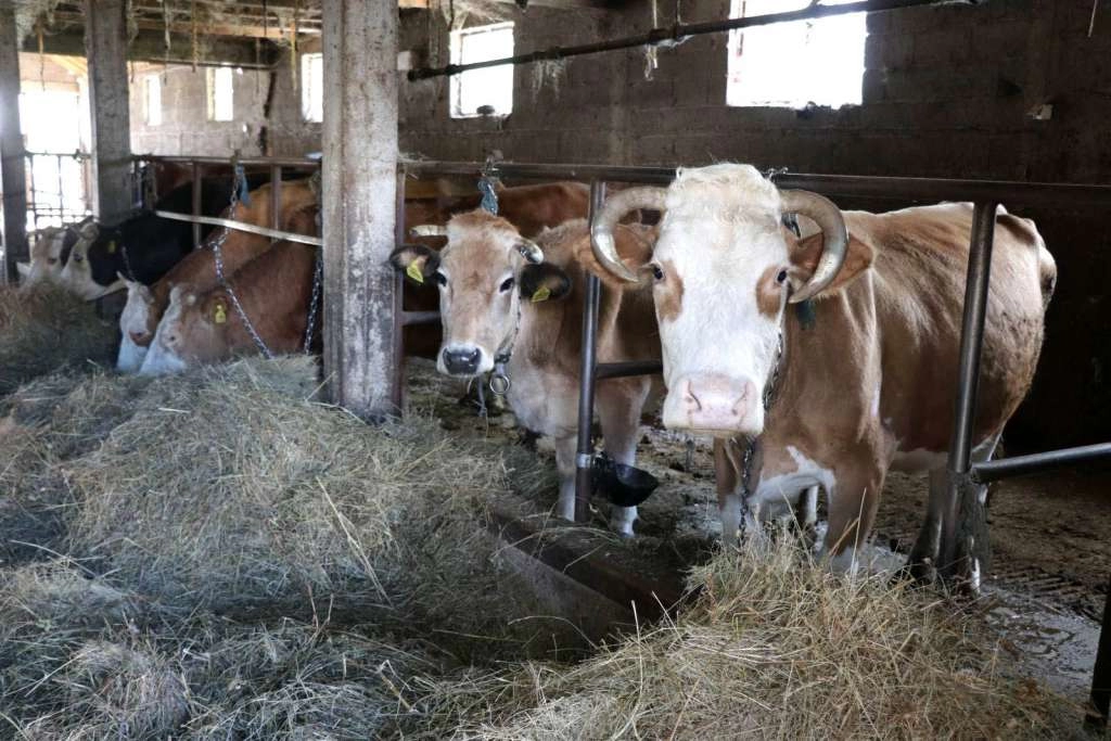 Vlada TK izmijenila Program mjera zdravstvene zaštite životinja za 2024.