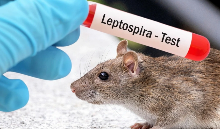 Sarajevo na mukama: Nakon leptospiroze 'stigla' i bruceloza