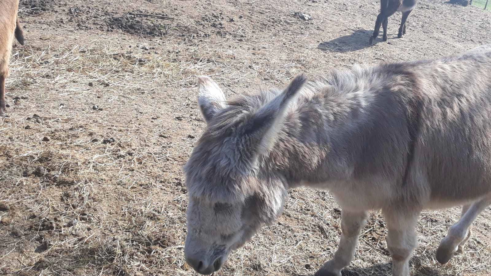 Priča o prvoj registrovanoj farmi magaraca u BiH