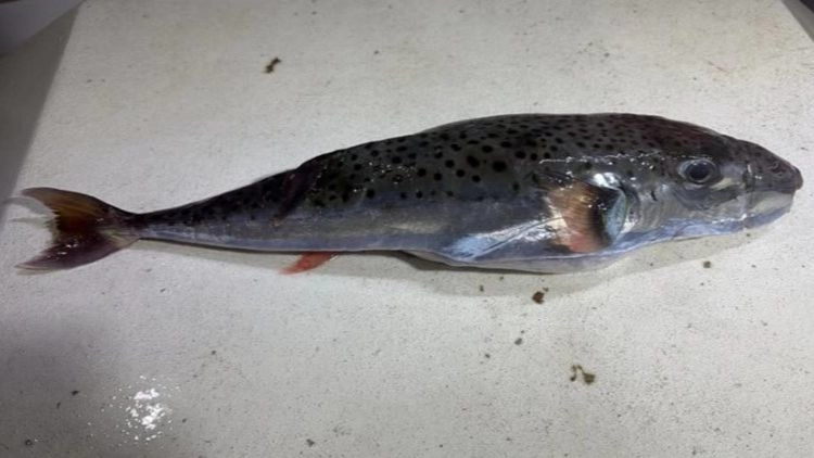 Otrovna riba ulovljena kod Splita, konzumacija može biti smrtonosna