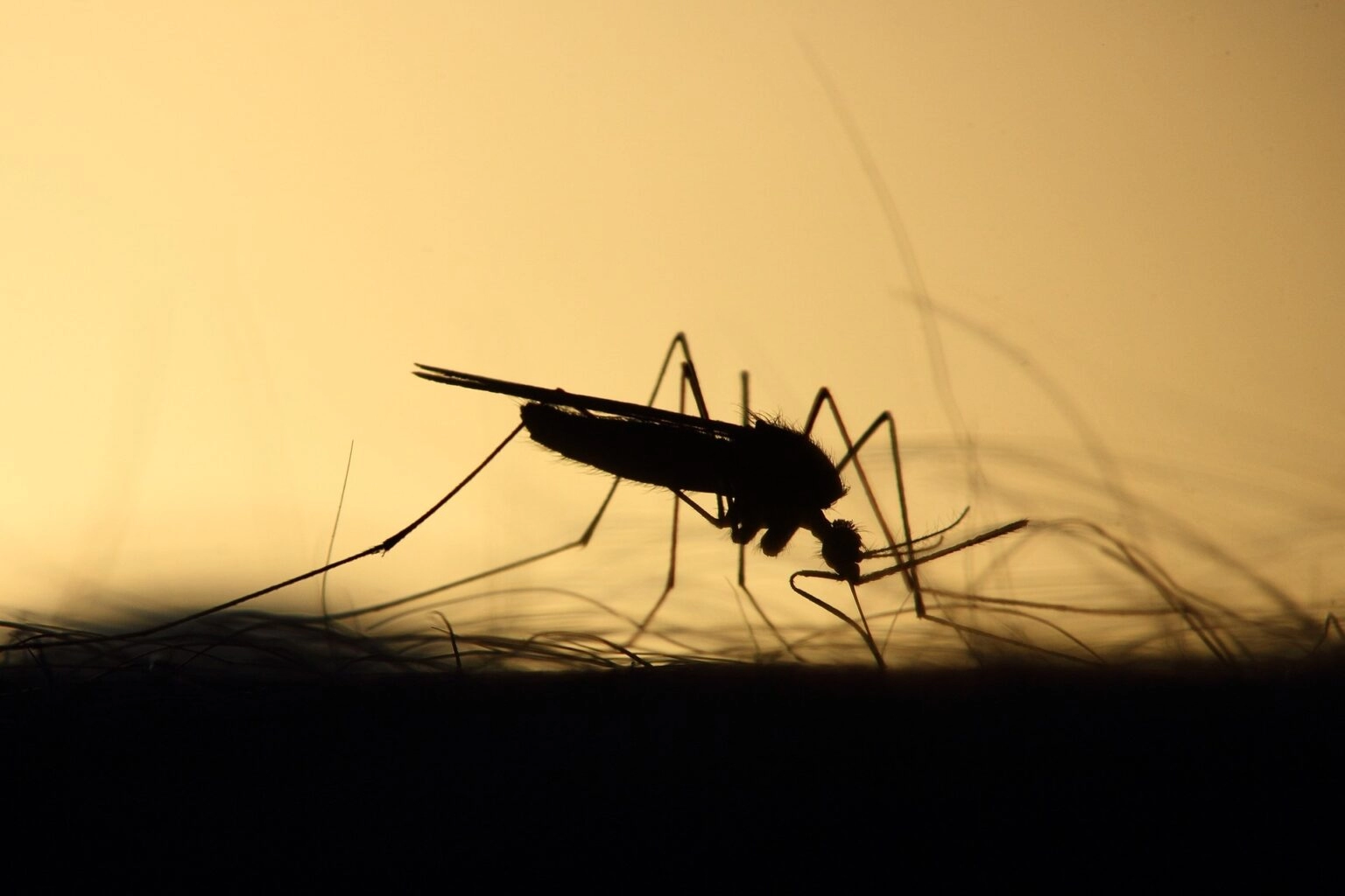 Misteriozni virus zabilježen i u Europi: Evo kako se širi i koji su simptomi